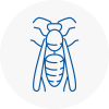 Shepshed Wasp Nest Removal